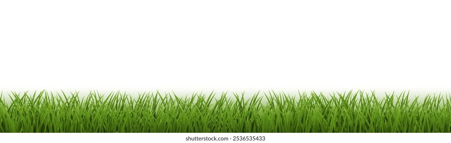 Green Grass Border Isolated White , Vector Illustration