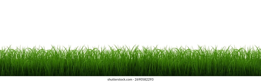 Borda de grama verde com fundo branco isolado, Ilustração de vetor