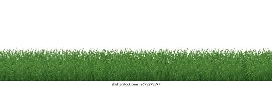 Borda De Grama Verde Com Branco Isolado, Ilustração De Vetor