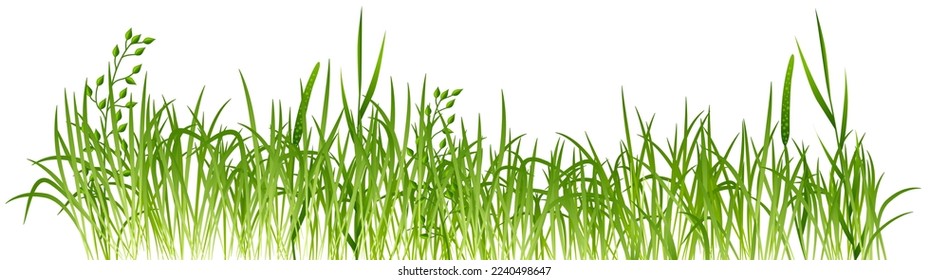 Green grass border. Meadow realistic plants growing