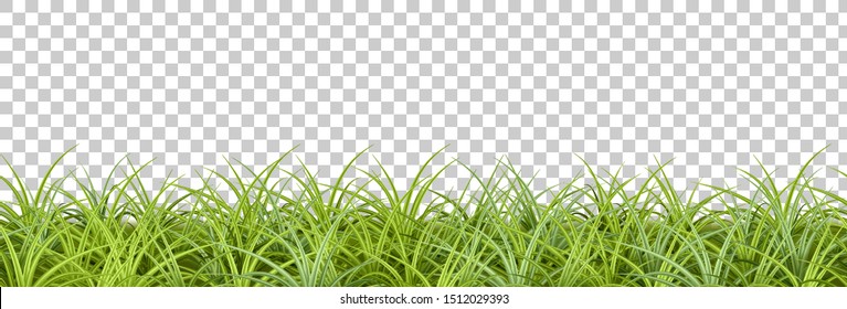 Green grass border on transparent background. Vector illustration