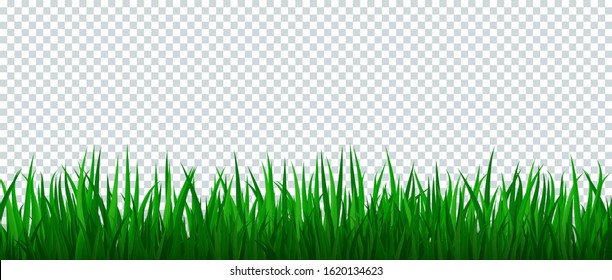 Green grass border on transparent background. Template, landscape for summer, birthday or holiday card. Eco poster. Herbal medicines, natural products, healthy food. Flat vector cartoon illustration.