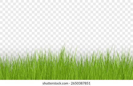 Green Grass Border on Transparent Background. Realistic Seamless Lawn, Nature Border, Vector Illustration