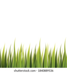 	
Green grass border on white background