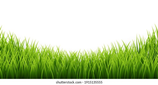 Green grass border set on white background. Vector Illustration.