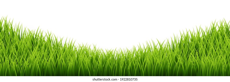 Borde verde de hierba sobre fondo blanco. Ilustración vectorial.
