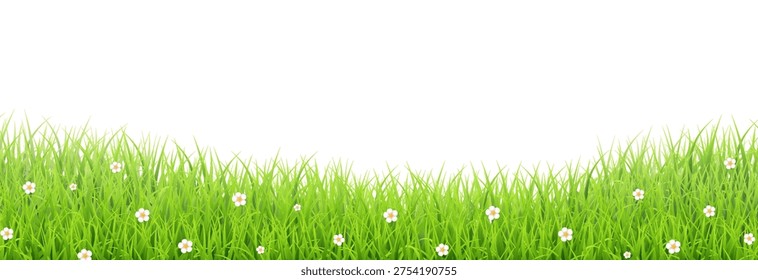 Green grass border with small white flowers isolated on white background. Spring meadow vector illustration for eco-friendly design and nature banner.