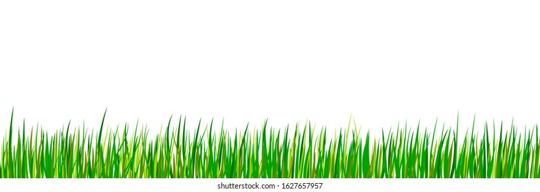 Green grass border. Spring forest meadow isolated on white background. Summer landscape. Vector illustration. 