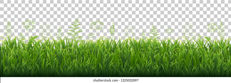 Green Grass Border With Transparent background, Vector Illustration