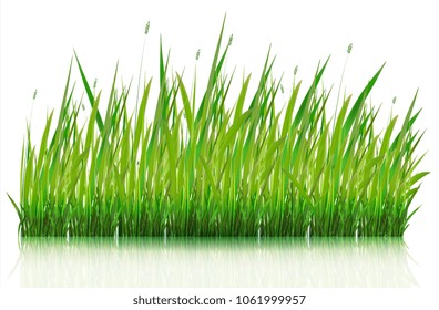 Green Grass Border, Vector Illustration