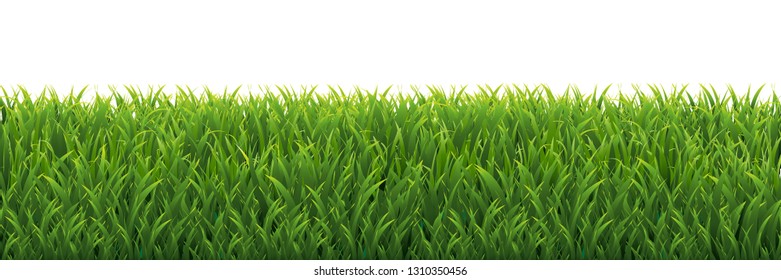 Green Grass Border White background, Vector Illustration