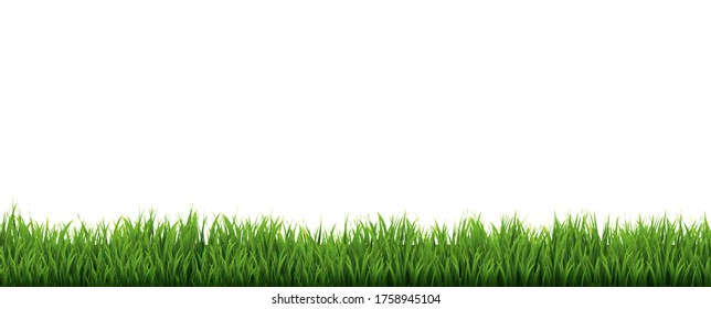 Borde de Grasa Verde Con Fondo Blanco, Ilustración Vectorial