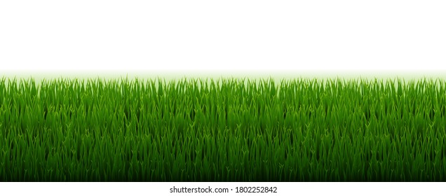 Green Grass Border With White Background With Gradient Mesh, Vector Illustration