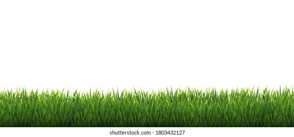 Green Grass Border White Background, Vector Illustration