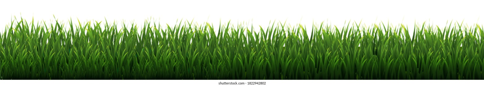 Fondo blanco del borde verde de la hierba, Ilustración vectorial