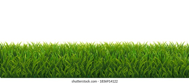 Borde de Grasa Verde Con Fondo Blanco, Ilustración Vectorial