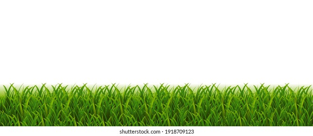 Fondo blanco del borde verde de la hierba, Ilustración vectorial