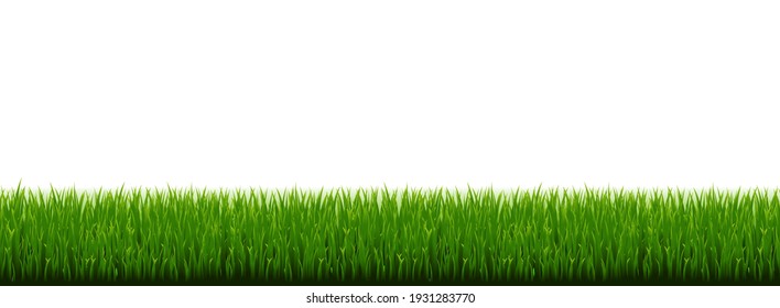 Green Grass Border With White Background, Vector Illustration