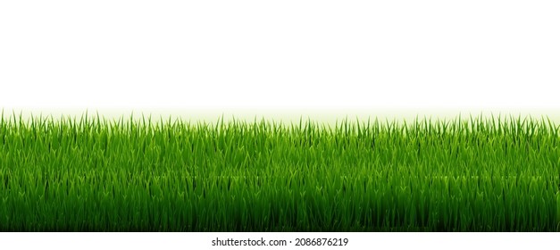 Green Grass Border With White Background, Vector Illustration