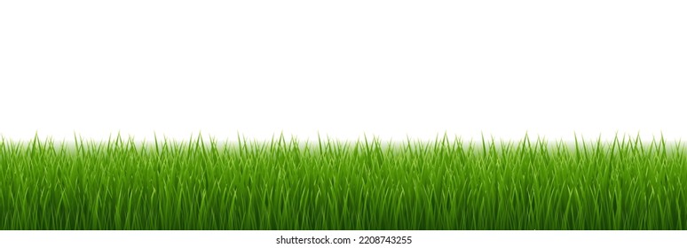 Borde de Grasa Verde Con Fondo Blanco, Ilustración Vectorial