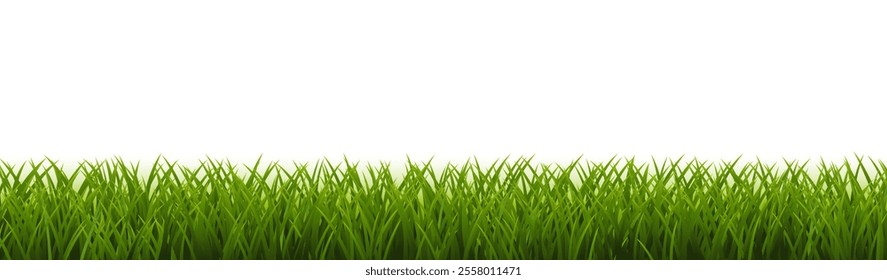 Green Grass Border White Background With Gradient Mesh, Vector Illustration