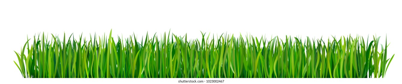 Green grass borders. Green fresh grass isolated on white background.
