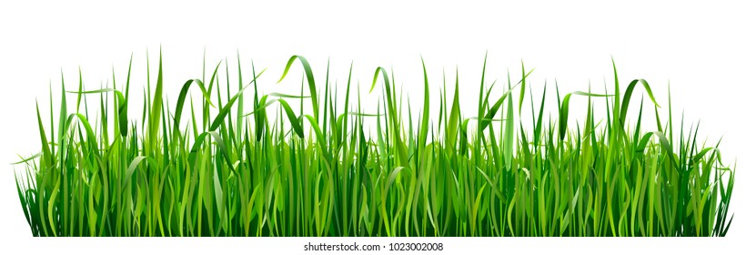 Green grass borders. High green fresh grass isolated on white background.
