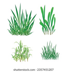 Grüngras-Ränder, Grüngrasvielfalt
