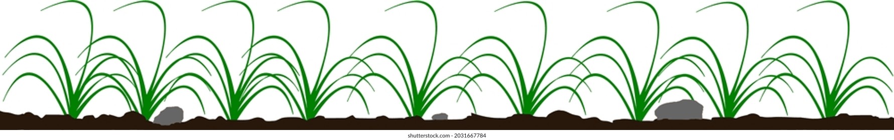 green grass with brown ground