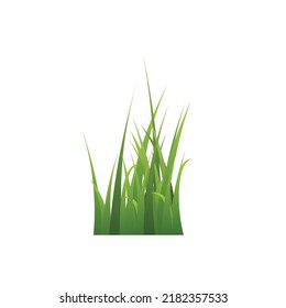 Green grass bunch or tuft, realistic flat vector illustration isolated on white background. Concepts of summer and spring, nature, environment.