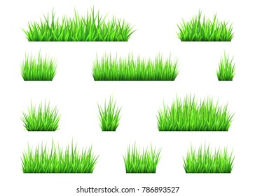 Green grass and bushes isolated on white background. Vector texture.