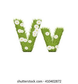 Green grass with chamomile flowers font isolated on white background. For design of nature, organic,ecology,health,spring and summer.