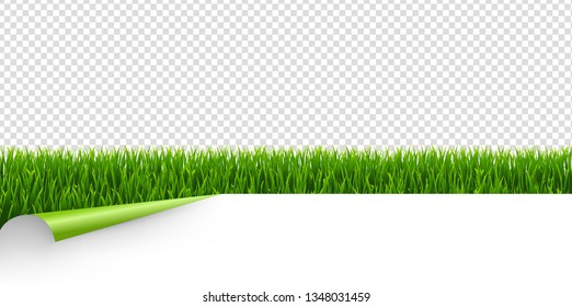 Green Grass With Green Corner Transparent Background With Gradient Mesh, Vector Illustration