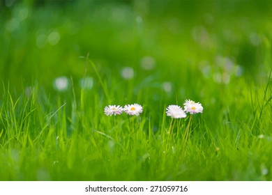 green grass and daisies