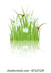 Green grass with daisies and ladybugs