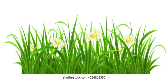 Green grass with daisies on white, vector illustration