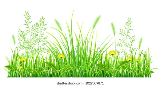 Green grass with dandelions and spikelets on white background