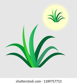 green grass for decoration