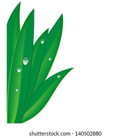 green grass with dew drops on a white background