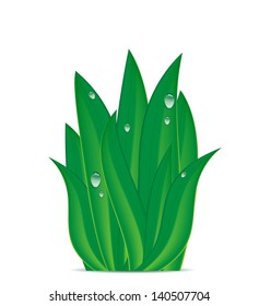 green grass with dew drops on a white background