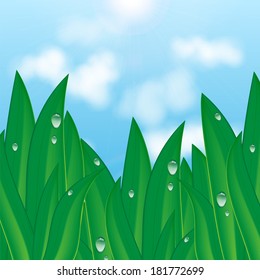 green grass with dew drops on a background of blue sky and clouds