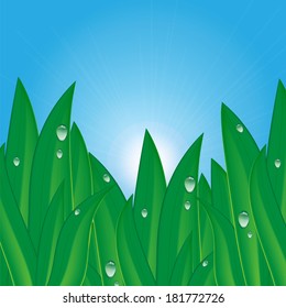 green grass with dew drops on a background of blue sky 