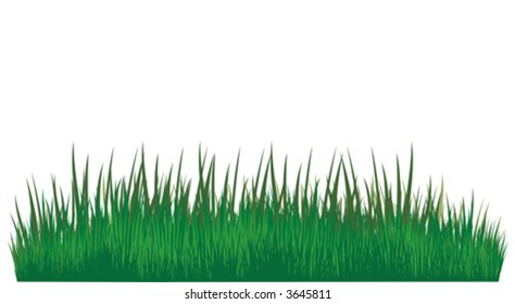 Green grass of different shades on a white background. It is very convenient to use this picture for a background or in your collage.