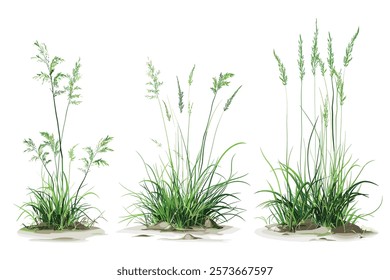 Green grass with dirt isolated on white background and texture