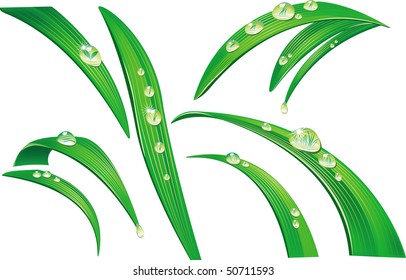 Green grass with drops