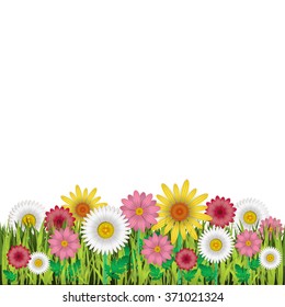 Green grass field with bright flowers. Isolated on white background. Spring garden flowers, daisy, chamomille. Vector illustration.