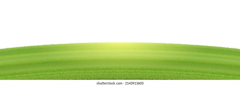  Green grass field isolated on white background. Vector