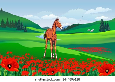 Green grass field on small hills and blue sky with clouds. A young foal stands in a blooming field of red poppies, among the mountains. Vector illustration.