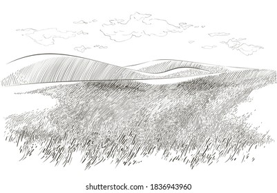 Green grass field on small hills. Meadow, alkali, lye, grassland, pommel, lea, pasturage, farm. Rural scenery landscape panorama of countryside pastures. Vector sketch illustration