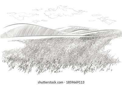 Green grass field on small hills. Meadow, alkali, lye, grassland, pommel, lea, pasturage, farm. Rural scenery landscape panorama of countryside pastures. Vector sketch illustration